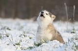 ALASKAN MALAMUTE 310
